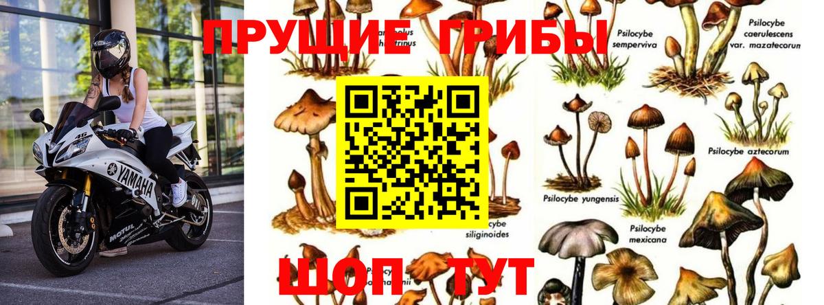 Йошкар-Ола  Галлюциногенные грибы Psilocybine cubensis  Вход с VPN 